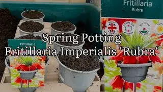 Посадка луковиц рябчика императорского, выращивание луковиц рябчика весной
