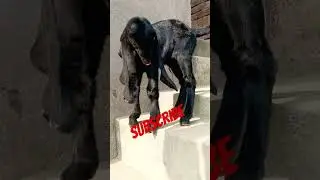 #shortvideo 🔥#goat 🥰#song#animals 🐐 🔥bhagu farming