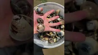 wow Amazing Big Eel Fishing #Eelfishing ##Bigeel #Short