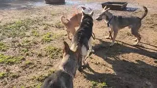 Shieva and friends, available to adopt, Bradshaw animal shelter, Sacramento CA 