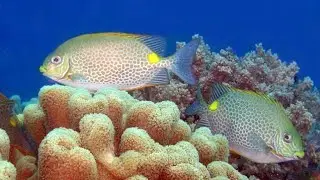 Berburu Di Kawanan Ikan Baronang Di Air Dangkal | Tangkap Dan Jual