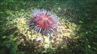 Urchin Roll
