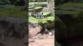 Smart baby monkeys.