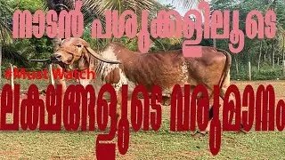 സേതുവിന്റെ ഗോശാല | Desi cow Farm | Nadan Pasu | നാടൻ പശു വളർത്തൽ | നാടൻ പശുക്കൾ | Indian Cow Breeds