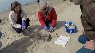 Seabirds and Citizen Science