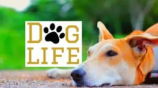 'Dog Life'  -Short Film