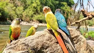 I found a flock of parrots in the forest : green cheek cpnure, Pineapple conure sound.