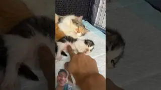 Trying to Hold a Just-Born Cute Kitten 🥺🐾 | Newborn Kitten Moments