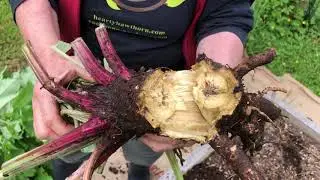 A Burdock Removal
