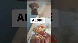 #food #foodie #pizza #pizzalover #bichpoo #puppy #funny #funnydogs #poochon #doglover #cutepuppy