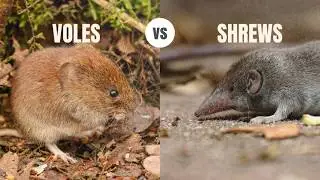Voles vs Shrews: Can You Even Tell Them Apart?