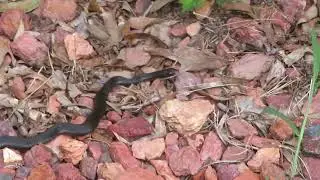 Non venomous Black Racer Snake of Alabama will they chase or bite you Episode 134