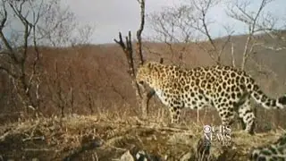 Rare leopard in Russia spotted on camera