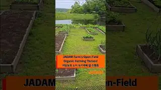 JADAM Farm&rsquo;s Open-Field Organic Farming Thrives!  #jadam #자닮 #노지재배 #organicgardening