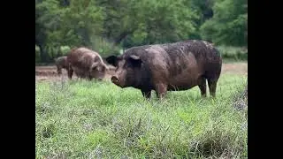 Welcome to Pure Pastures - A family owned regenerative ranch in the Texas Hill Country