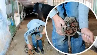 Dirty Hoof Chronicles: A Grooming Extravaganzal