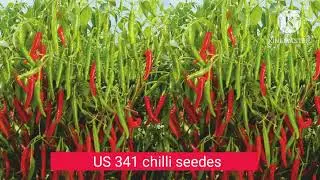 US 341 chilli seedes Telangana  agritech 
