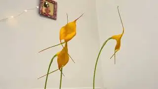 Masdevallia Golden Monarch - December 2025 Update