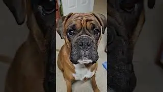 Bruno Boxer Dog Talking - Chatter Box