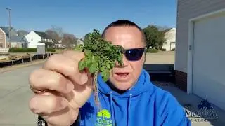 Bittercress Weed & How to Control It