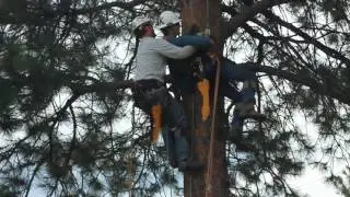 Tree Top Rescue - Ferry County P.U.D.