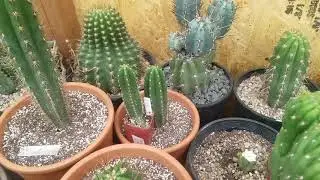 Micrografting onto selenecereus update.