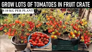 How to grow tomatoes at home just few days part 2