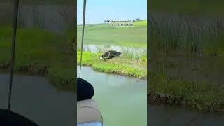 kalyani chambal safari