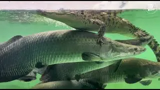 Incredible of Aquarium Setup: Betta Fish, Goldfish, Tropical and Koi Fish Care Tips #116