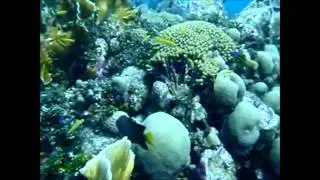 Curacao Diving -2015