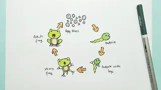 Drawing Frog Metamorphosis