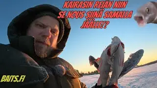 Pilkki&auml; ei tarvii laskee niin on jo kala j&auml;&auml;ll&auml;! 🐟#pilkkiminen#ahven#talvikalastus#made#pasuri