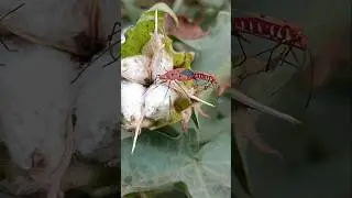 Red cotton bug #shortsfeed #short #insects #bug