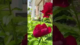🌺 Indiana Peony Festival in Noblesville 🌽