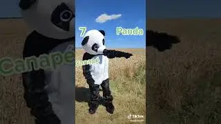 L'&eacute;quipe d'Allan Crofft accueille un nouveau stagiaire, Boo 🐼