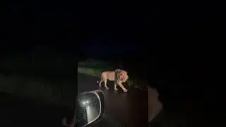 White Lion Early Morning In Kruger