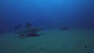 Bull Shark