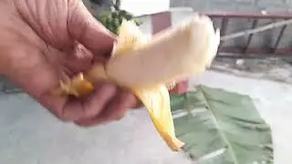 Thu hoạch chuối  ch&iacute;n c&acirc;y  si&ecirc;u sạch