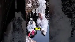 These Birds Were Found Frozen Solid&hellip; 😨🕊️ #shorts