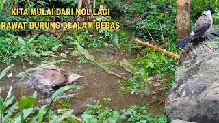 KITA MULAI DARI NOL LAGI RAWAT BURUNGBDI ALAM BEBAS‼️