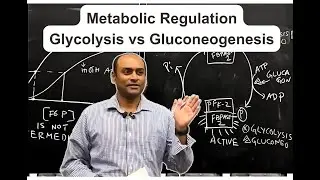 Decoding Glycolysis & Gluconeogenesis: Key Enzymes & Metabolic Regulation Explained!