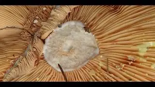 Lactarius chrysorrheus yellowdrop milkcap  Greece by Theo Fotiadis