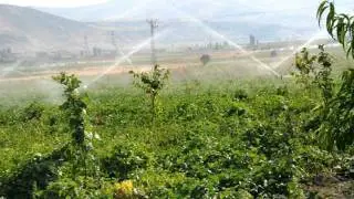 Nevşehir Özyayla Köyü Sulu Patates Tarımı Hakkında