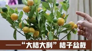 过年摆盆橘子树，金色果实挂满树，寓意富贵喜庆、丰收大吉