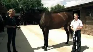 How to weigh tape a horse