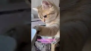 Золотая хакерша в действии. Как побороть ? Да никак! #cat #веселыекоты #cat #котофейка #kitten