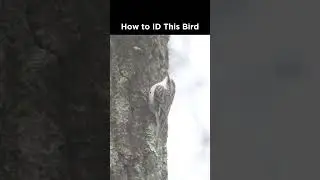 Can you identify this small bird?