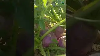 Vegetable Farming In Punjab 5 #youtubeshorts #shortsvideo #shorts #short #vegetables