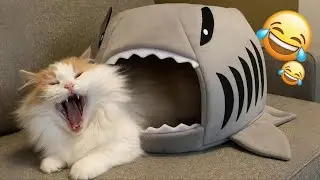 You Laugh You Lose 😂 Funniest Cats and Dogs 2026 😅 Part 8
