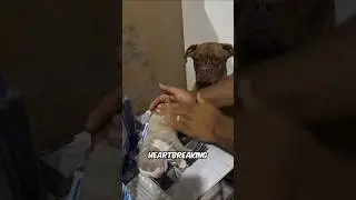 The Dog&rsquo;s Reaction Broke My Heart 💔